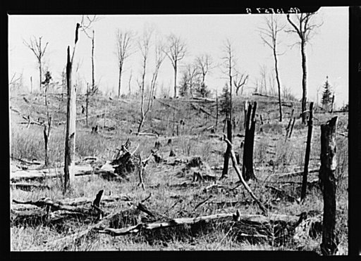 Cut-over and burned-over land along County K Highway. Forest County, Wisconsin
