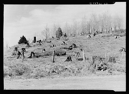 Cut-over hillside showing white pine stumps and logs left by operations. On road from Tipler to Long Lake, Wisconsin