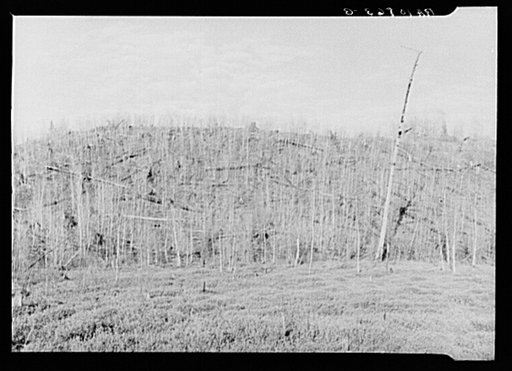 Blueberry swamp and cut-over hillside. Florence County, Wisconsin