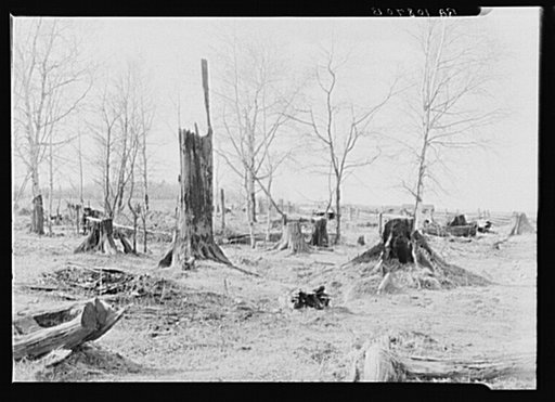 Cut-over and burned-over land near Tipler, Wisconsin