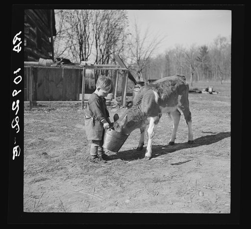 Child feeding calf on farm near Gibbs City, Michigan