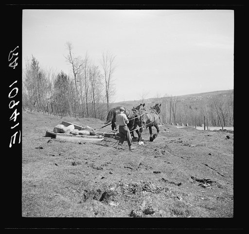 Removing stones on stone boat from cut-over land. Iron County, Michigan