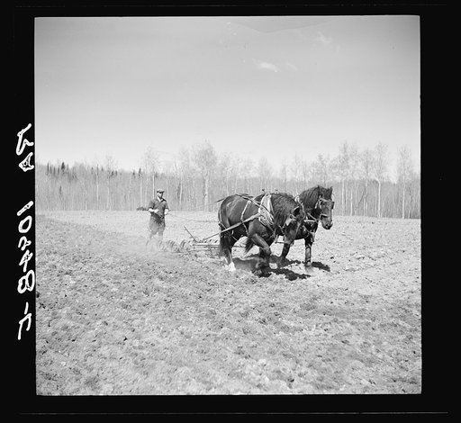 Working in the field of a cut-over farm near Mansfield, Michigan