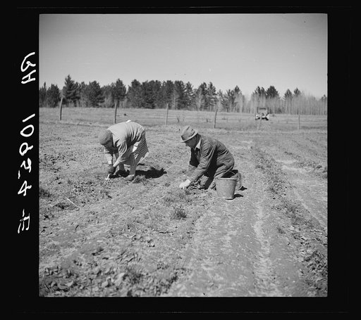 Husband and wife weed strawberries in this three-acre field near Mansfield, Michigan