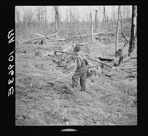 Lon Allen's son raking brushings from land which will be planted in potatoes. Near Iron River, Michigan