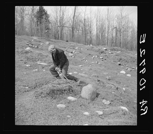 The common method of removing stones from cut-over land is by use of the crowbar. Near Caspian, Michigan