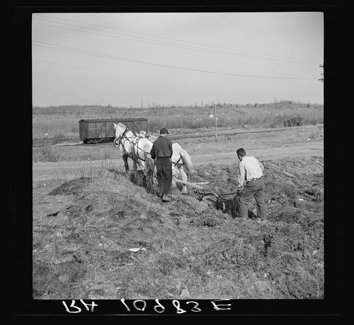 Plowing cut-over land near Tipler, Wisconsin