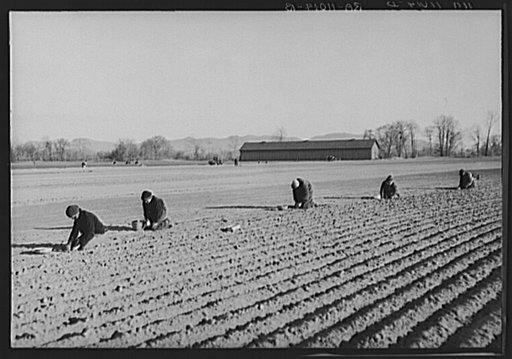 Onion planters near Hatfield, Massachusetts