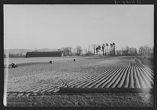 Onion fields near Hatfield, Massachusetts