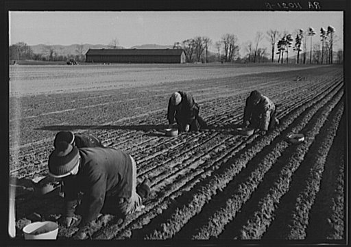 Onion planters near Hatfield, Massachusetts