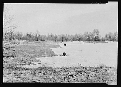 Wind erosion control. Branches placed on sand in direction of prevailing winds. Michigan
