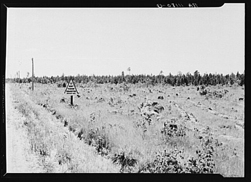 Cut-over land, now in the process of reseeding by state forest service. Planted about February 1, 1936. Beltrami Island reforestation project, Minnesota