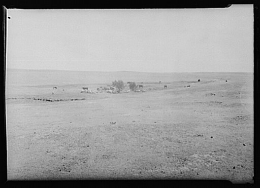 Cattle and sheep grazing on land fourteen miles south of Belfield, North Dakota