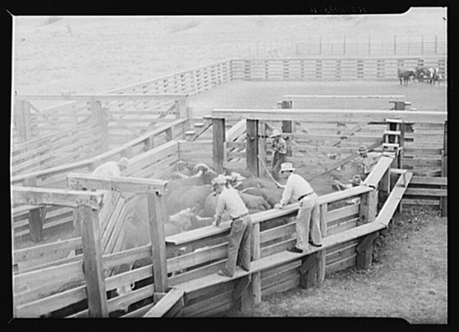View of loading cattle. Medora, North Dakota