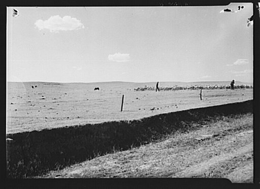 Ten miles south of Bowman. Driving herd of sheep to Bowman, North Dakota