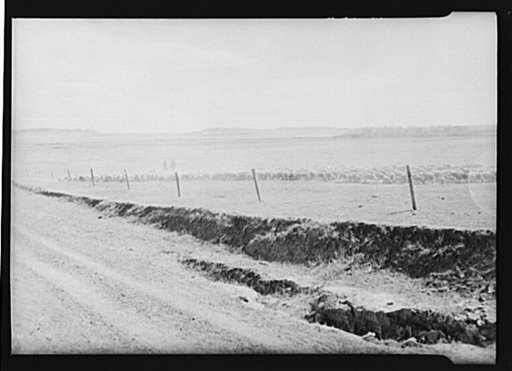 Ten miles south of Bowman. Driving herd of sheep to Bowman, North Dakota