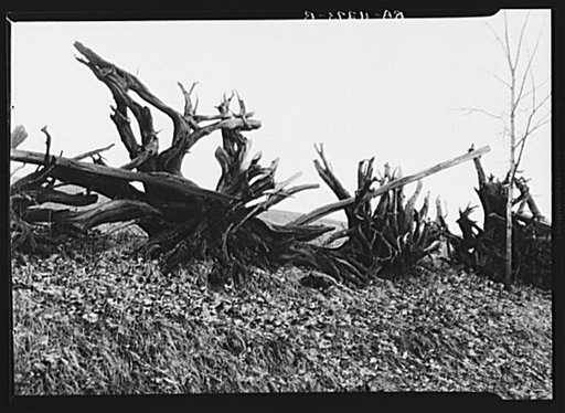 Stump fence on wildlife area near Ithaca, New York. Tompkins County