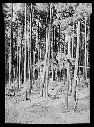 Good stand of shortleaf pine (fifteen to twenty years). Best use for this type of land. Near Farmville, Virginia