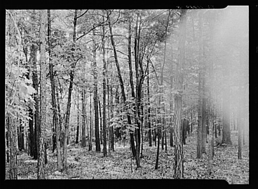 Good stand of mixed hardwoods near Farmville, Virginia