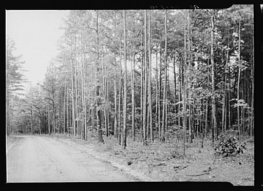 Good stand of short leaf pine fifteen to twenty years old near Farmville, Virginia