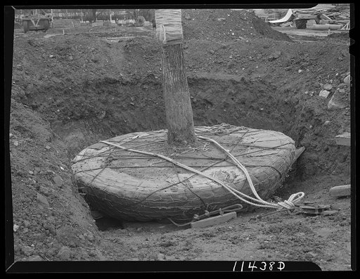 Washington, D.C. Construction of temporary war emergency buildings on the Mall, near 16th and 17th Streets, N.W. Trees being prepared for transplanting to make way for buildings