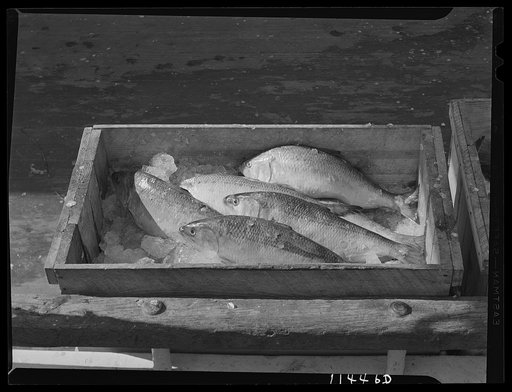 Washington, D.C. Roe shad on ice in the fish market