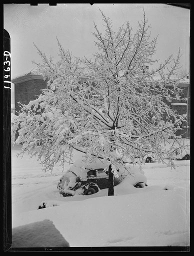 Washington, D.C. Snow-covered cars and trees on Randolph Street near 14th Street, N.W.
