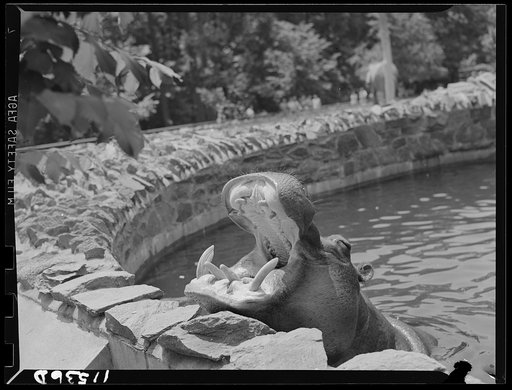 Washington, D.C. Hippopotamus in the zoo begging for peanuts