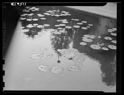 Washington, D.C. Water lily in a pool at Rawlins Park