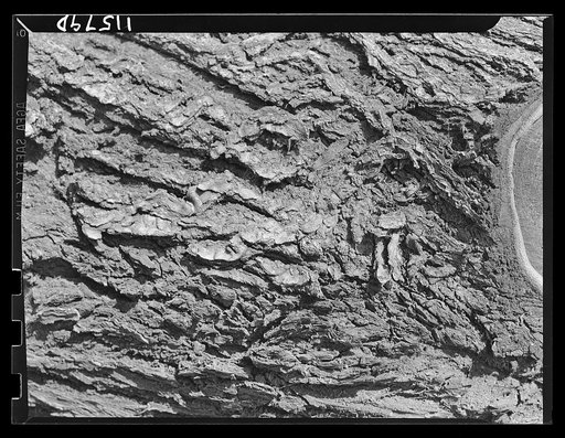 Texture background for motion picture and filmstrip titles. Bark of American Elm