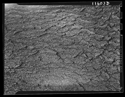 Texture background for motion picture and filmstrip. Bark of oak tree