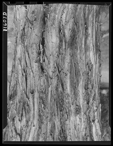 Texture background for motion picture and filmstrip. Bark of cedar tree