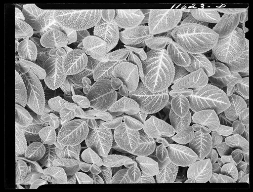 Texture background for motion picture and filmstrip. Pattern