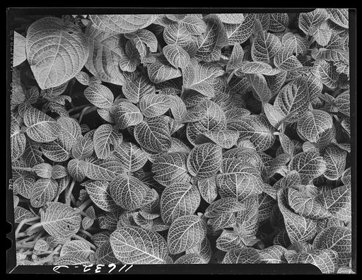 Texture background for motion picture and filmstrip. Pattern