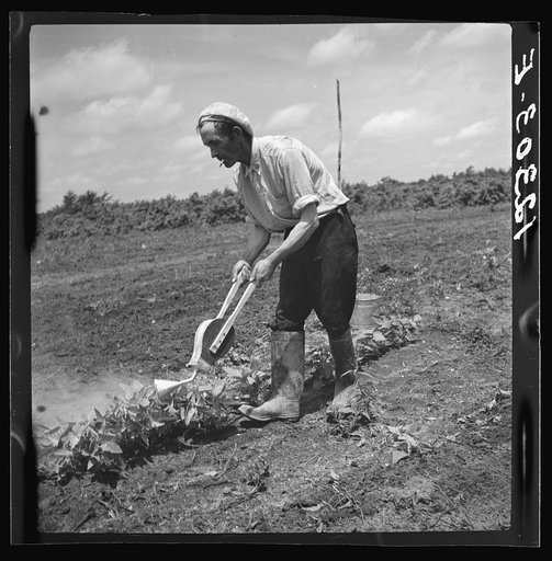 Luke Weldon farms twenty-eight acres in truck crops. In the south Jersey area of industrial truck farming many others like him have to do part-time farm labor for the big companies, where they use airplanes. He sprays by hand. Near Bridgeton, New Jersey