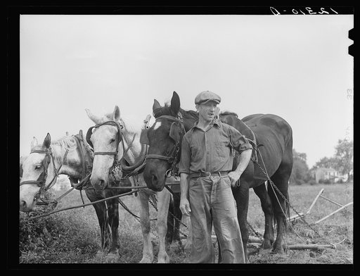 Farmer and team near Frederick, Maryland