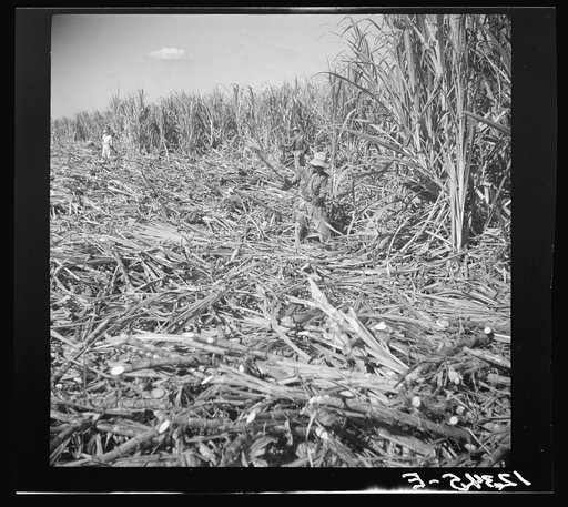 Cutting sugar cane. Near Ponce, Puerto Rico
