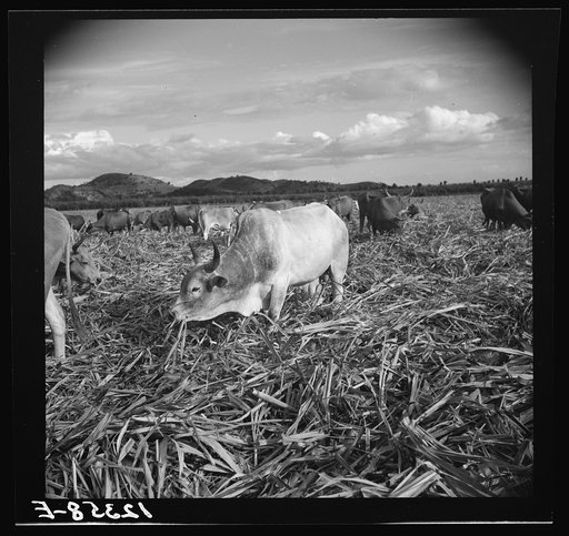 Bulls in the sugar field. These bulls, powerful and well fed, are essential to the industry. They are supposed to be a crossbreed between the Zebu and the Longhorn. In the evenings they are turned loose in the cut-over fields and are allowed to munch the leftover stalks. Near Ponce, Puerto Rico