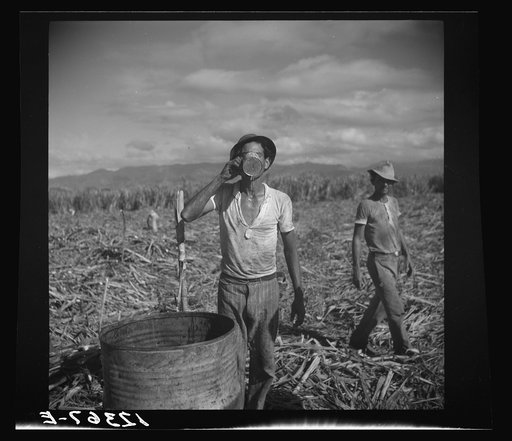 Ponce (vicinity), Puerto Rico. Sugar worker taking a drink of water on a plantation