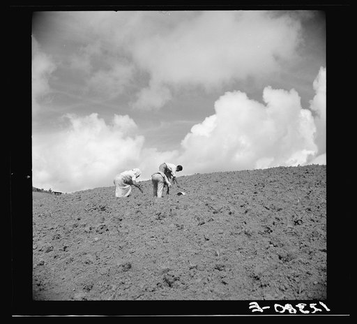 Jibaros planting tobacco in the hills. Puerto Rico