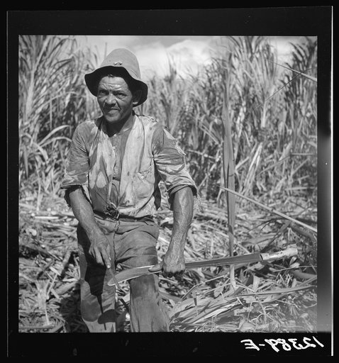 Sugar worker sharpening his machete. On sugar plantation near Ponce, Puerto Rico