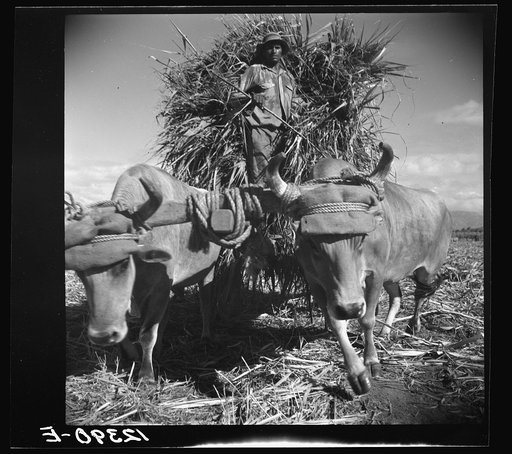 Native bulls pulling a load of sugar. Plantation near Ponce, Puerto Rico