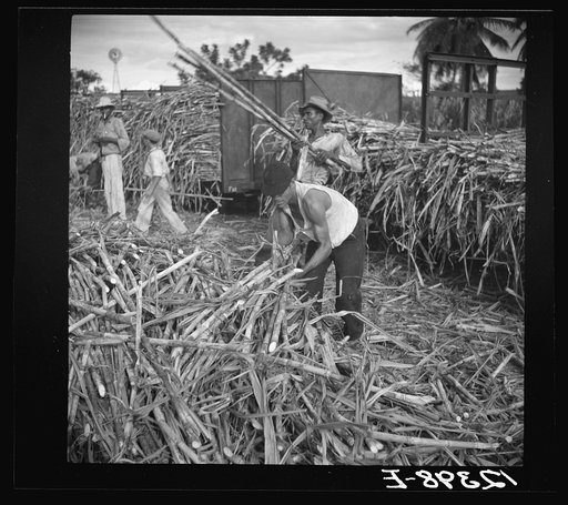 Sugar cane being loaded onto a train for transportation to the refinery. Near Ponce, Puerto Rico