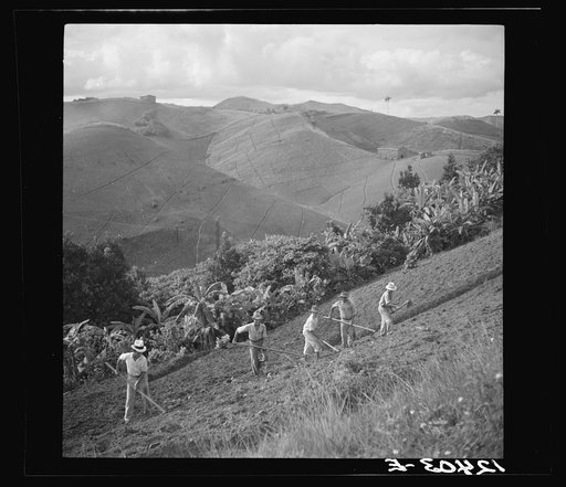 Hoeing a tobacco slope. No matter how steep, all of the hills in the picture are under cultivation. Puerto Rico