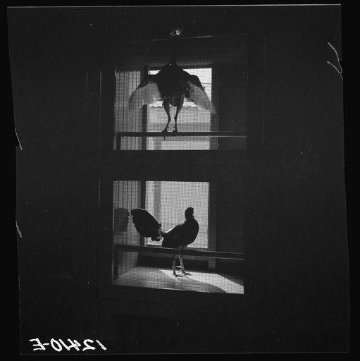 Hotel for fighting cocks. Before the fights the owners bring in their birds and leave them overnight so that they should be rested and in good condition. Puerto Rico