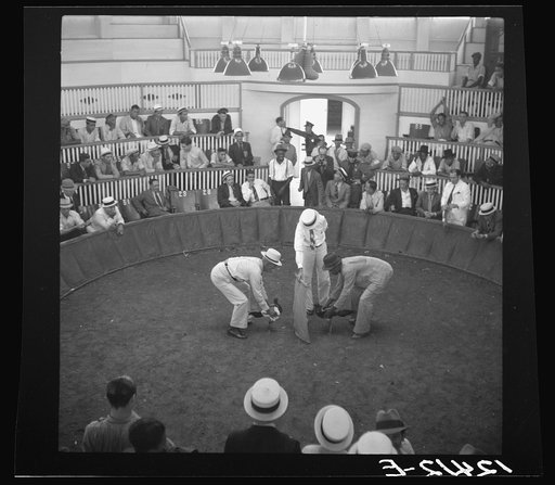 The beginning of the cock fight. When the man in the center raises the cloth, the birds will see each other and begin to fight. Puerto Rico