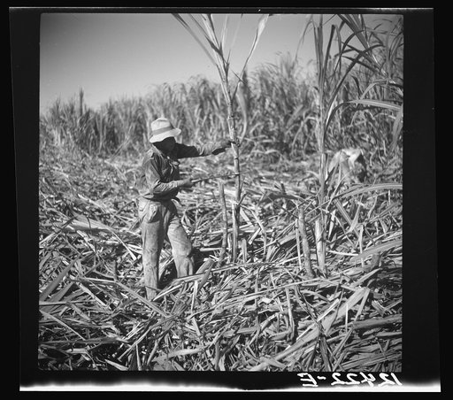 Cutting sugar cane. Near Ponce, Puerto Rico