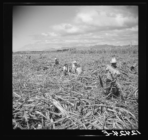 Cutting sugar cane. Near Ponce, Puerto Rico