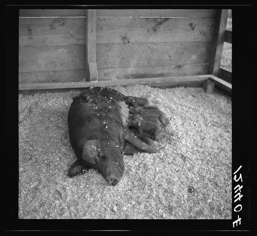 Resettlers, pig and piglets. La Plata project, Puerto Rico