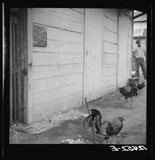 A fighting cocks' garage. Owners of cocks can park their fowl here while they go about their business. The fee is twenty-five cents for "room and board." San Juan, Puerto Rico
